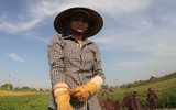 Nông dân Hà Nội phơi mình trong nắng lửa 